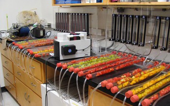 Compounds associated with flavor are collected and analyzed in the lab using gas chromatography.